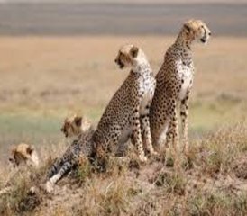 4 días de safari de lujo en el Serengeti y el cráter del Ngorongoro, Tanzania - Photo 5