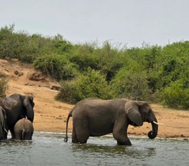 3 jours safari faune au lac Mburo, Ouganda - Photo 3