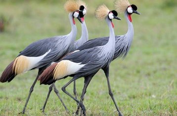 1 Day Non-Residential Tanzania Safari at Mikumi National Park