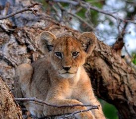 5 Tage Best of Kruger und Blyde River Canyon: Private Safari in Südafrika - Photo 5