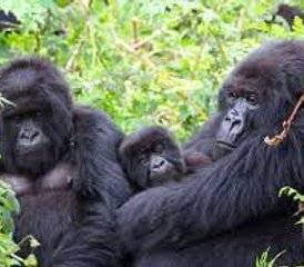 3 días de safari fascinante con gorilas en el Parque Nacional Impenetrable de Bwindi - Photo 2