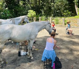 111-Tage Harmonie mit Pferden: Equine Yoga und Ausgerichtetes Horsemanship Retreat in Limón, Costa Rica - Photo 1