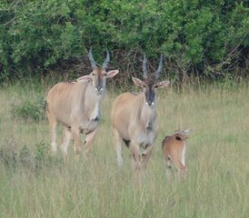 2 Tage Private Lake Mburo Erlebnis Safari in der Westregion in Uganda - Photo 5