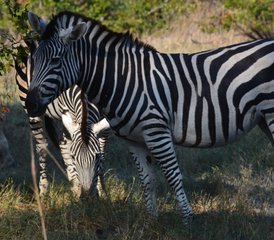 3 días de safari en mokoro por el delta del Okavango, Botsuana - Photo 3