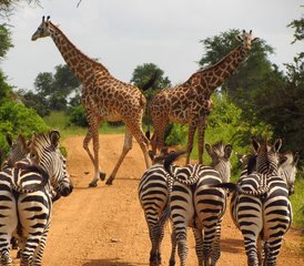 3 Day Serengeti Joining Group Safari in Tanzania - Photo 2