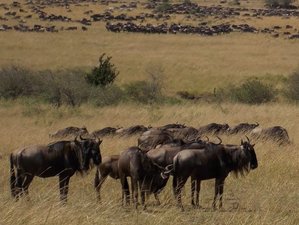 5 Days Maasai Mara, Lake Naivasha, and Lake Nakuru Kenya Safari