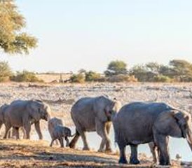 11-Tage Namibia- und Botswana Big-Five Wildnis-Camping-Safari - Photo 4