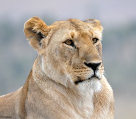3-Daagse Budget Groepssafari met Kamperen in Masai Mara National Reserve, Kenia - Photo 3