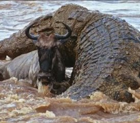 7 Day Western Tanzania Safari at Katavi and Mahale Mountains National Parks - Photo 3
