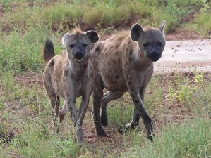 7 Day Unveiling Africa’s Wonders Serengeti, Lake Manyara, Ngorongoro, Tarangire Safari in Tanzania