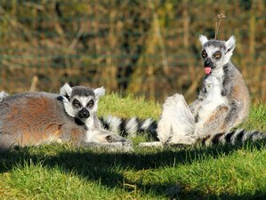 22 Day Private Safari Tour in Madagascar: From Rainforests and Tsingy to Baobabs and Beaches
