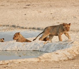 12-Daagse Klassieke Kampeer Safari in Namibië - Photo 2