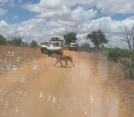 4-Daagse Road Safari in Kenia van Mombasa naar Ngutuni Game Sanctuary, Tsavo West en Taita Salt Lick - Photo 2