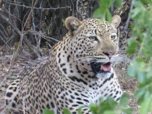 3 Day Kruger Safari in Tented Camp with Morning and Afternoon Game Drives in South Africa