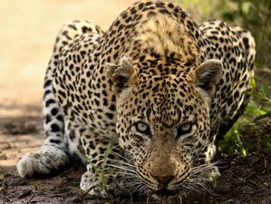 3 Day Maasai Mara National Reserve Budget Joining Safari in Kenya