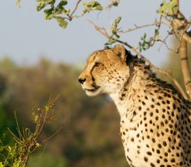 816-Daagse Kaapstad Tot Krugerpark En Lesotho, Een Safari Om De Verborgen Geheimen Van Zuid-Afrika Te Ontdekken - Photo 1