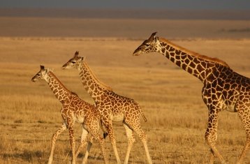 5 días de aventura salvaje por Masái Mara, lago Nakuru, lago Naivasha y Hell's Gate en Kenia