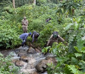 3 Tage Privater Gorilla-Trekking-Safari im Nationalpark Mgahinga, Uganda: Ideal für Kurze Aufenthalte und Erstbesucher - Photo 4
