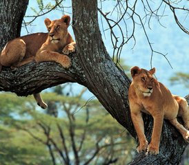 7 Day Big Five Budget Camping Safari in Tanzania's Serengeti, Ngorongoro Crater, and Lake Manyara - Photo 2