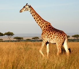 3 jours séjour safari au Masai Mara, Kenya - Photo 2