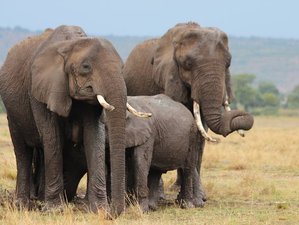7 Day Budget Safari in Kenya: Visit Maasai Mara, Lake Naivasha, Lake Nakuru, Amboseli National Park