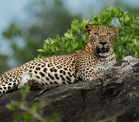 11 Tage Leopard Wildlife Tour in Wilpattu, Wasgamuwa, Kumana und Yala Nationalparks in Sri Lanka - Photo 5