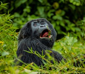 2 Tage Gorilla-Safari-Abenteuer im Volcanoes-Nationalpark, Ruanda - Photo 5