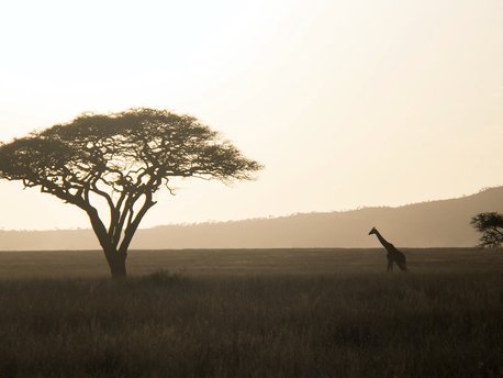 Pradera volcánica del Serengueti