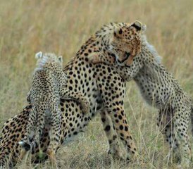3 Day Maasai Mara Safari in Kenya - Photo 3