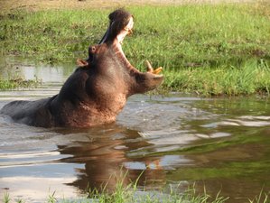 4 días de safari vacacional de exploración de la naturaleza del delta del Okavango y Khwai