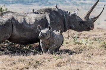 2 Tage Masai-Mara Fly-In Safari in Kenia