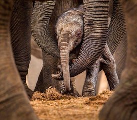 3 días de safari en la Cuna de la Humanidad, Sun City y Pilanesberg, Sudáfrica - Photo 3