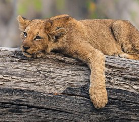 28 Tage Klassische Safari in Mikumi, Ruaha und Selous mit Bootssafari in Süd-Tansania - Photo 1