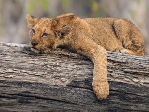 8 Day Classic Safari in Mikumi, Ruaha, and Selous, with Boat Safari Southern Tanzania