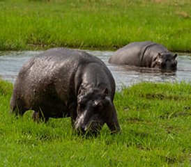 10 días de expedición safari por lo más destacado del norte de Botsuana - Photo 3