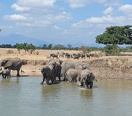 112 jours séjour safari à Mikumi au parc national de Mikumi, Tanzanie - Photo 1