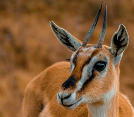 7 Day Northern Circuit Tanzania Safari at Tarangire, Manyara, Ngorongoro, and Serengeti - Photo 3
