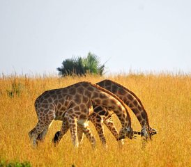 3 jours safari faunique au parc national de Murchison Falls avec promenade au sommet des chutes, Ouganda - Photo 4