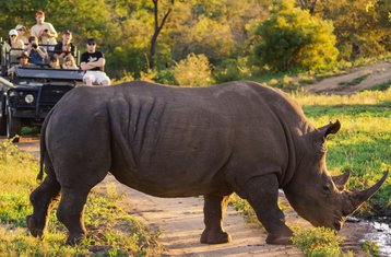 4 Tage Luxuriöse Panorama Routen Safari und Kruger Nationalpark in Südafrika