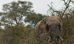 Greater Kruger Nationalpark Retreats und Reisen
