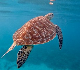 5 jours semi-privés « Apprendre à surfer » à Gili Trawangan, Indonésie - Photo 5