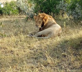 5 Tage Kenia Aufregende Budget-Safari im Masai Mara, Lake Naivasha und Lake Nakuru Nationalparks - Photo 3