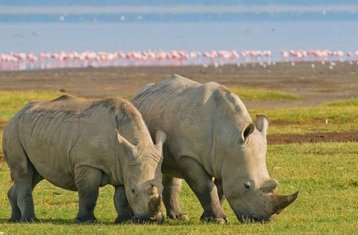 6 Tage Kenia-Safari in den Nationalparks Maasai Mara, Lake Nakuru und Amboseli