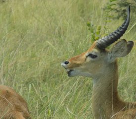 8 Tage Rafting, Nashörner, Gorilla- und Wildtier-Safari in Uganda - Photo 2