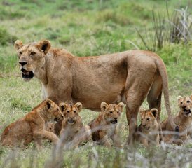113 jours safari dans le parc national de Mikumi en Tanzanie et village masaï en jeep - Photo 1