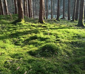 4 Tage Work-Life-Balance: Tanz in die Sommersonnenwende mit Self Care  - Photo 4