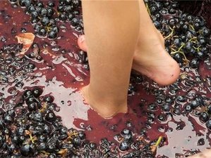 2 Day Grape Stomping and Culinary Holidays in Provence