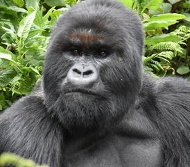4 jours en stage de safari spectaculaire avec gorilles dans la forêt impénétrable de Bwindi en Ouganda - Photo 3