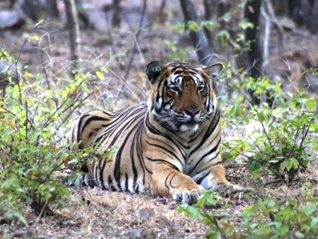 14 Day Rajasthan the Land of Kings Guided Motorbike Tour in India photo 5