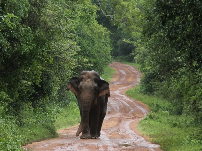 7 Day Guided Motorcycle Tour with Wildlife Experience and Historical Sites in Sri Lanka photo 7